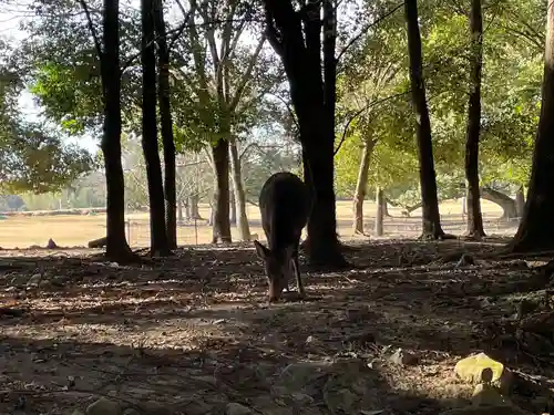 東大寺(奈良県)