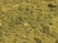 塩井神社の動物