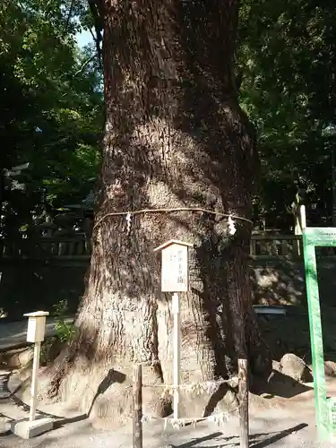 五所神社の自然