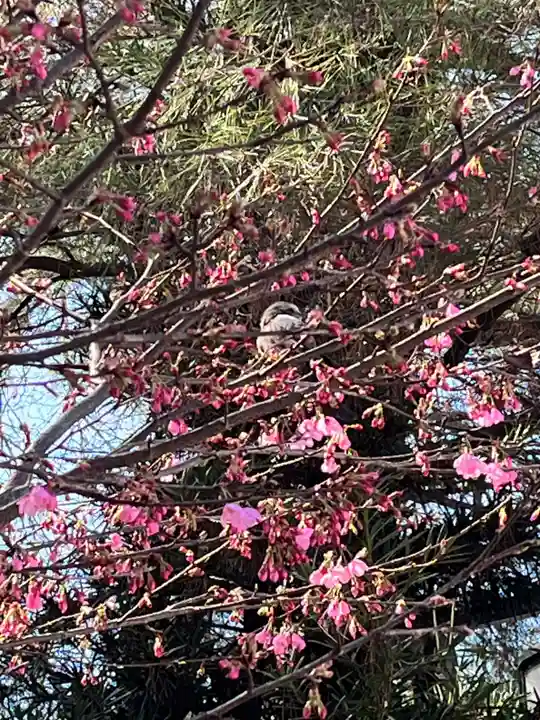 櫻木神社(千葉県)