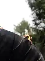 尾山神社のその他建物