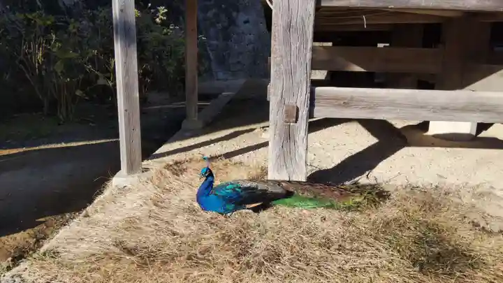 楽法寺(雨引観音)の動物