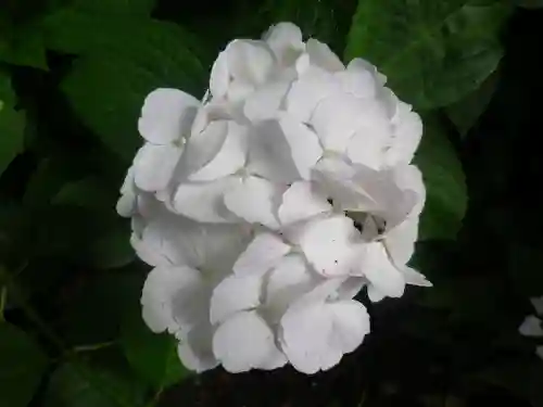 御霊神社の自然