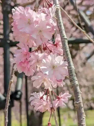 賀茂別雷神社（上賀茂神社）(京都府)