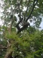 来迎寺(材木座)の自然