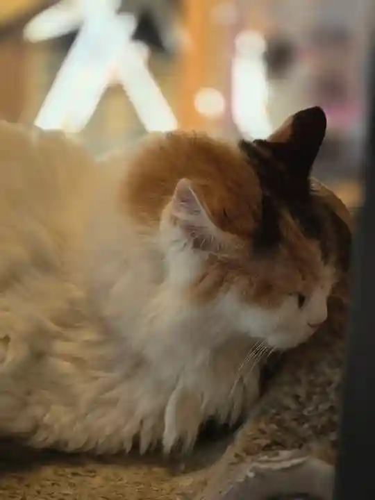 たま神社(和歌山県)