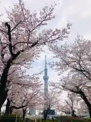 今戸神社の自然