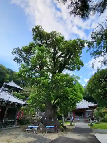 観音寺(香川県)