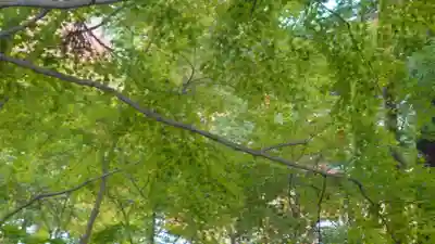 普門寺(切り絵御朱印発祥の寺)(愛知県)