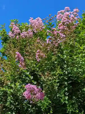 悟眞寺(悟真寺)(京都府)