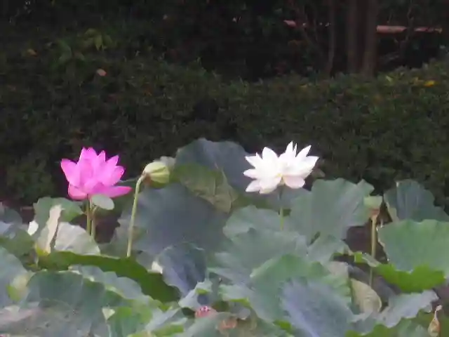 鶴岡八幡宮の自然