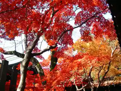 本土寺(千葉県)