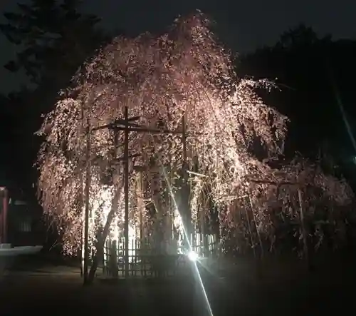 大國魂神社の自然