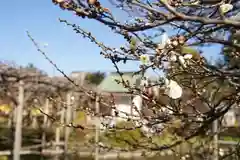 亀戸天神社の自然