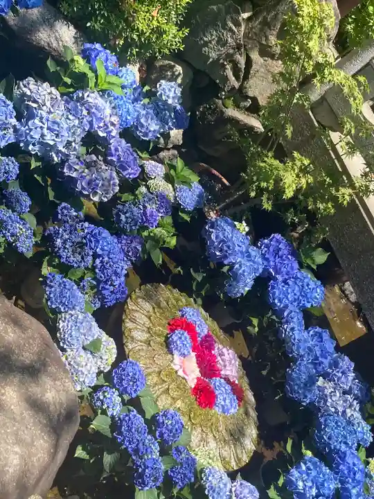 岡寺(龍蓋寺)の自然