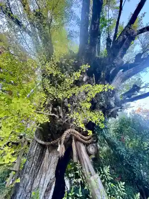 葛城一言主神社の{uncategorized: "未分類", other: "その他", undefined: "問題あり", building: "その他建物", grave: "お墓", sacred_gate: "鳥居", guardian: "狛犬", statue: "像", buddha: "仏像", history: "歴史", nature: "自然", garden: "庭園", animal: "動物", pagoda: "塔", temizu: "手水舎", mountain_gate: "山門・神門", sanctuary: "本殿・本堂", subordinate: "末社・摂社", art: "芸術", scenery: "景色", jizo: "地蔵", ema: "絵馬", goshuin: "御朱印", omikuji: "おみくじ", items: "授与品その他", amulet: "お守り", goshuincho: "御朱印帳", eats: "食事", festival: "お祭り", votive_dance: "神楽", shichigosan: "七五三参", wedding: "結婚式", experience: "体験その他", initially: "初詣", around: "周辺", anti_infection: "感染症対策"}