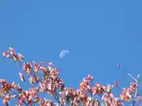 【秋空に月と桜】（留辺蘂神社の境内にて）