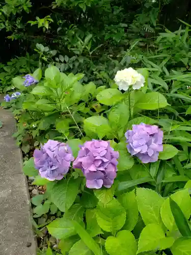 白金氷川神社の自然