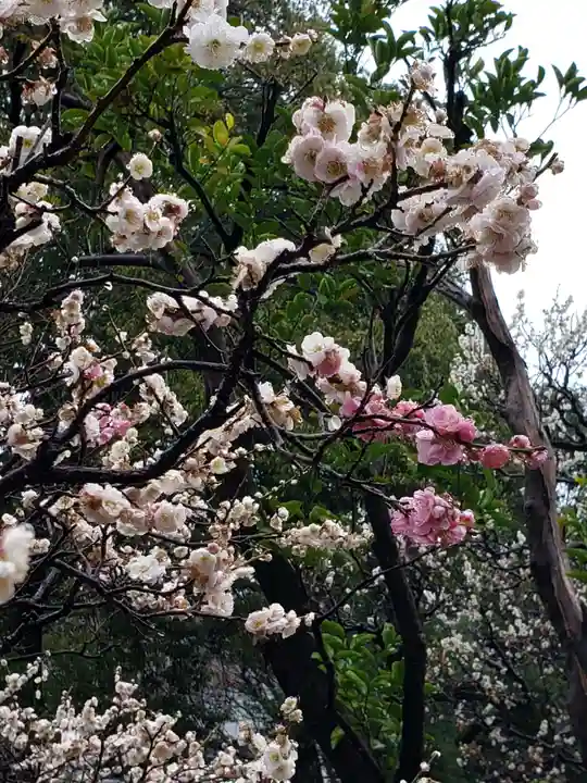 布多天神社(東京都)