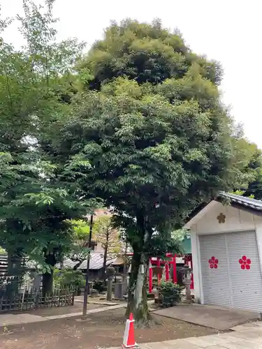 新井天神北野神社の自然