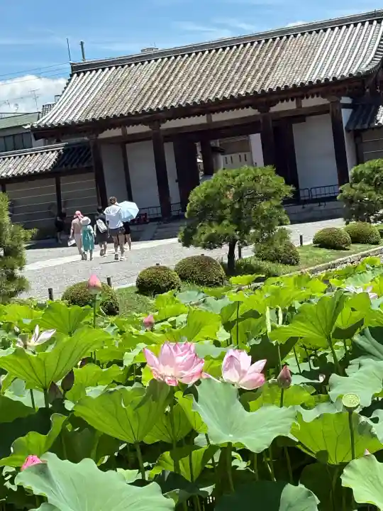 東寺(教王護国寺)の自然