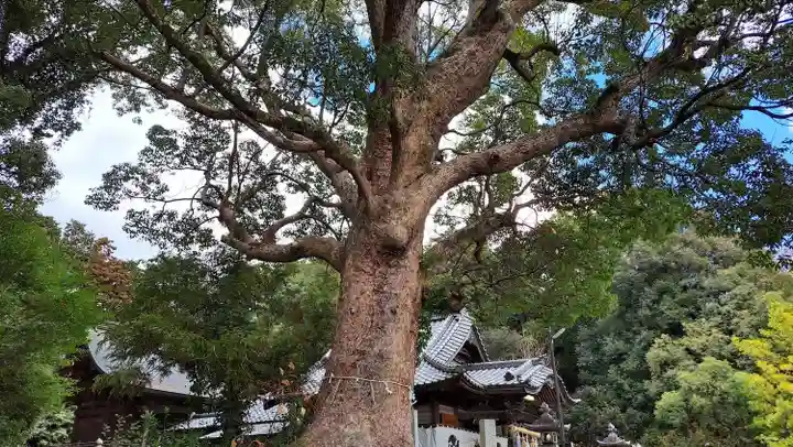 廣旗八幡宮(福岡県)