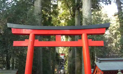 箱根神社の鳥居