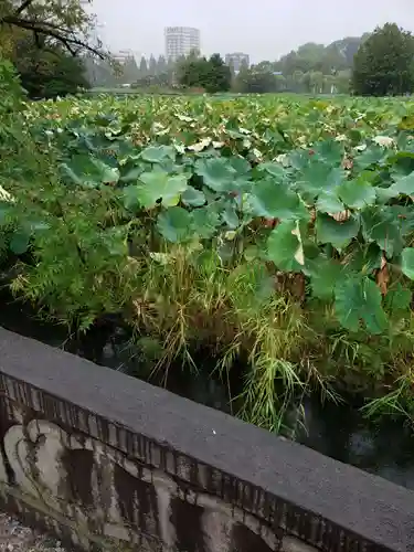 寛永寺不忍池弁天堂の自然