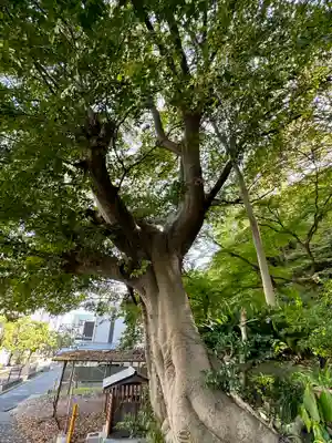 意賀美神社の自然