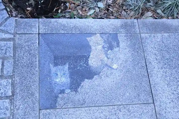 櫻木神社の{uncategorized: "未分類", other: "その他", undefined: "問題あり", building: "その他建物", grave: "お墓", sacred_gate: "鳥居", guardian: "狛犬", statue: "像", buddha: "仏像", history: "歴史", nature: "自然", garden: "庭園", animal: "動物", pagoda: "塔", temizu: "手水舎", mountain_gate: "山門・神門", sanctuary: "本殿・本堂", subordinate: "末社・摂社", art: "芸術", scenery: "景色", jizo: "地蔵", ema: "絵馬", goshuin: "御朱印", omikuji: "おみくじ", items: "授与品その他", amulet: "お守り", goshuincho: "御朱印帳", eats: "食事", festival: "お祭り", votive_dance: "神楽", shichigosan: "七五三参", wedding: "結婚式", experience: "体験その他", initially: "初詣", around: "周辺", anti_infection: "感染症対策"}