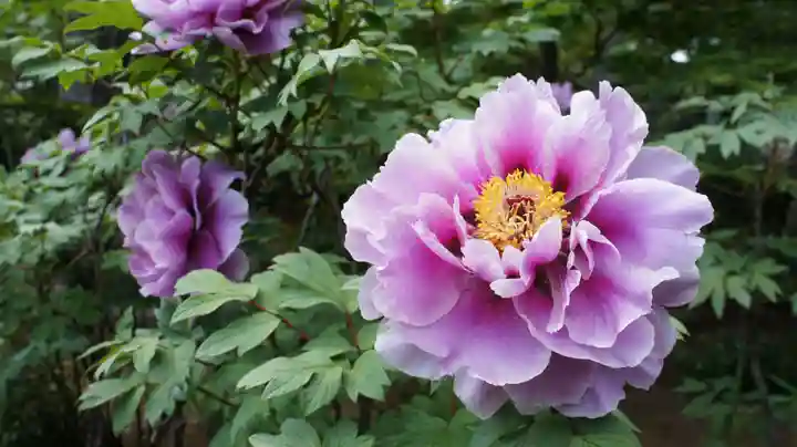 観音寺(千葉県)