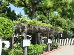 野田恵美須神社の自然