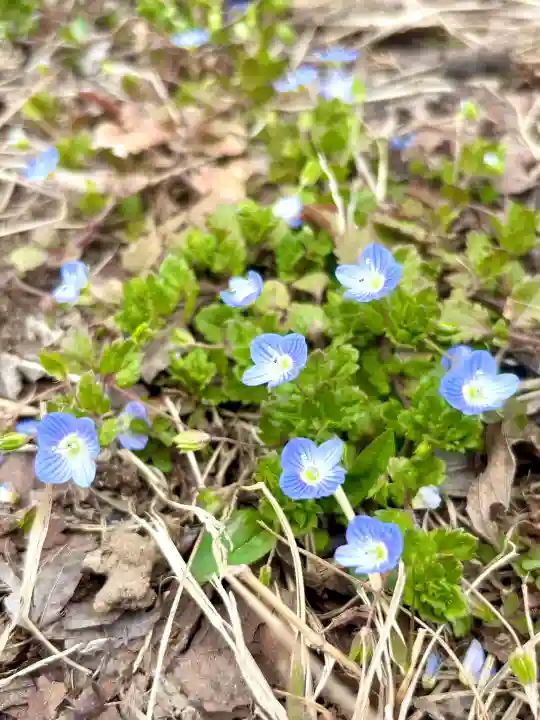 蚊里田八幡宮の{uncategorized: "未分類", other: "その他", undefined: "問題あり", building: "その他建物", grave: "お墓", sacred_gate: "鳥居", guardian: "狛犬", statue: "像", buddha: "仏像", history: "歴史", nature: "自然", garden: "庭園", animal: "動物", pagoda: "塔", temizu: "手水舎", mountain_gate: "山門・神門", sanctuary: "本殿・本堂", subordinate: "末社・摂社", art: "芸術", scenery: "景色", jizo: "地蔵", ema: "絵馬", goshuin: "御朱印", omikuji: "おみくじ", items: "授与品その他", amulet: "お守り", goshuincho: "御朱印帳", eats: "食事", festival: "お祭り", votive_dance: "神楽", shichigosan: "七五三参", wedding: "結婚式", experience: "体験その他", initially: "初詣", around: "周辺", anti_infection: "感染症対策"}