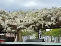 旗上弁財天社の自然