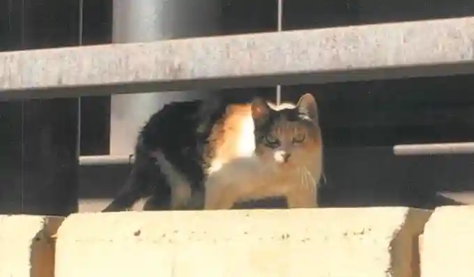 高円寺氷川神社(東京都)