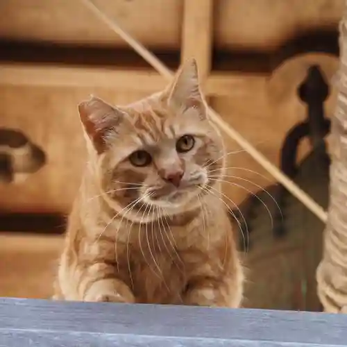 天王山 安楽寺(福井県)