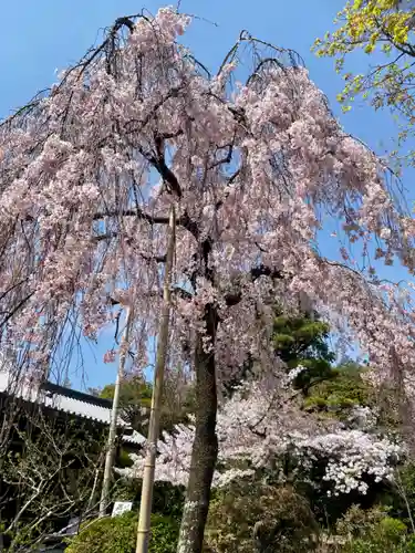 法金剛院の自然