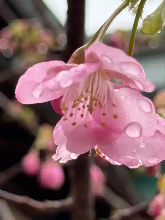 観音神社(広島県)