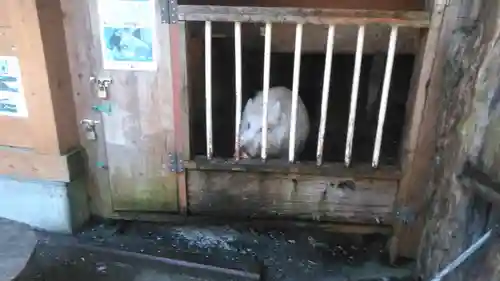 宝八幡宮の動物