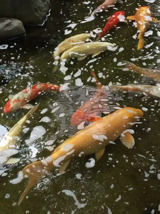 龍眼寺(萩寺)の動物