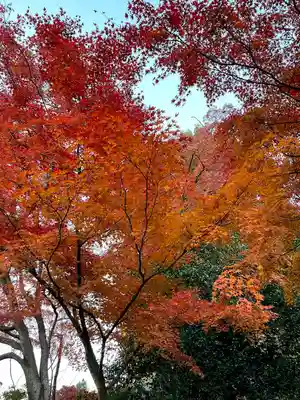 達磨寺(群馬県)