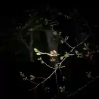 高司神社〜むすびの神の鎮まる社〜の自然