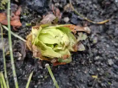 愛宕神社(福島県)