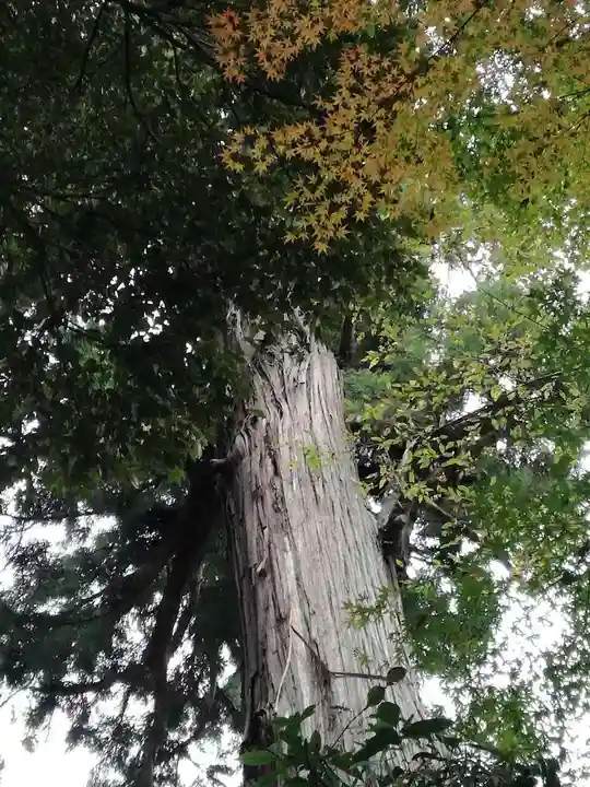 宝樹院小山寺の自然