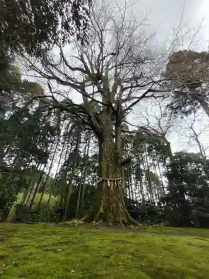 國吉神社の自然