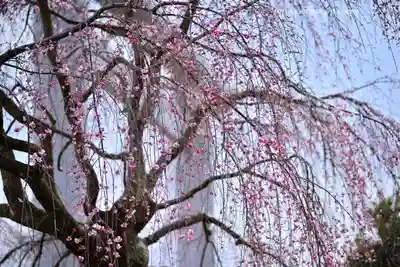 櫻木神社(千葉県)