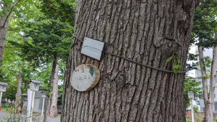 新琴似神社の自然