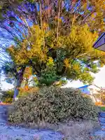 天神社(土田)の自然