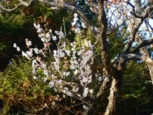 極楽寺（霊鷲山感應院極楽律寺）の自然