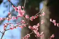 熊野福藏神社の自然